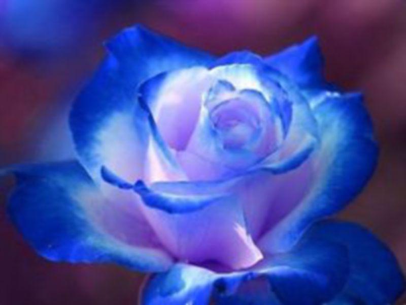 Deaths in Limerick - April 29, 2017