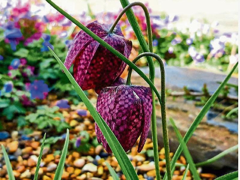 The nodding heads of fritillaries