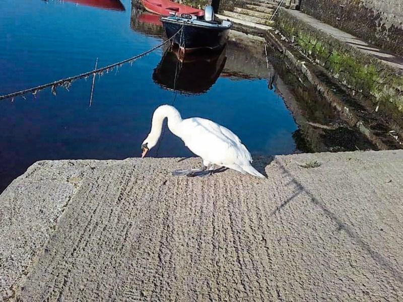 Limerick's 'Air Force Swan' rescue trapped bird in rocks
