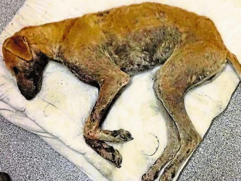 Dog found in 'horrific state of neglect' put down by Limerick vet