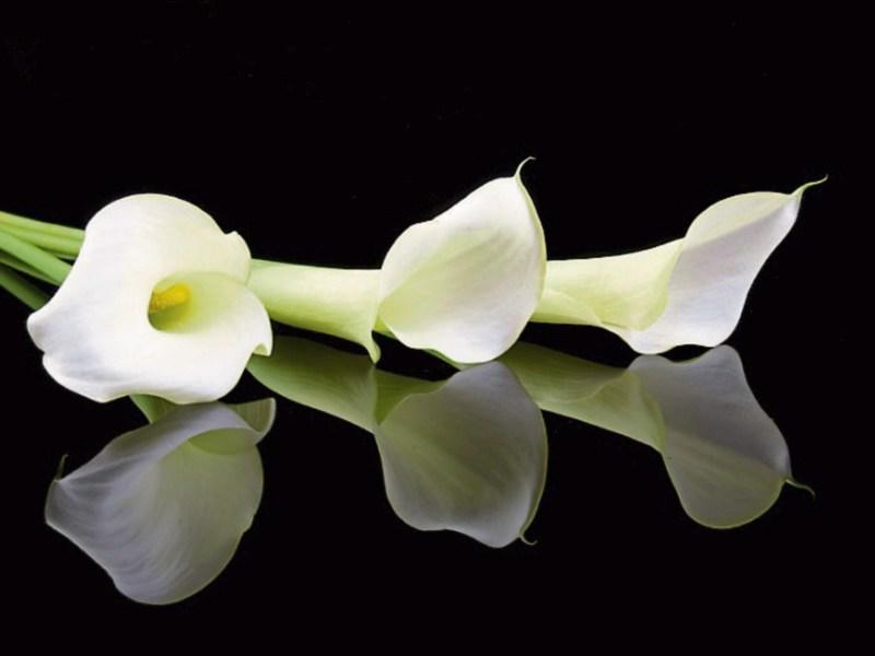 Deaths in Limerick - May 9, 2017