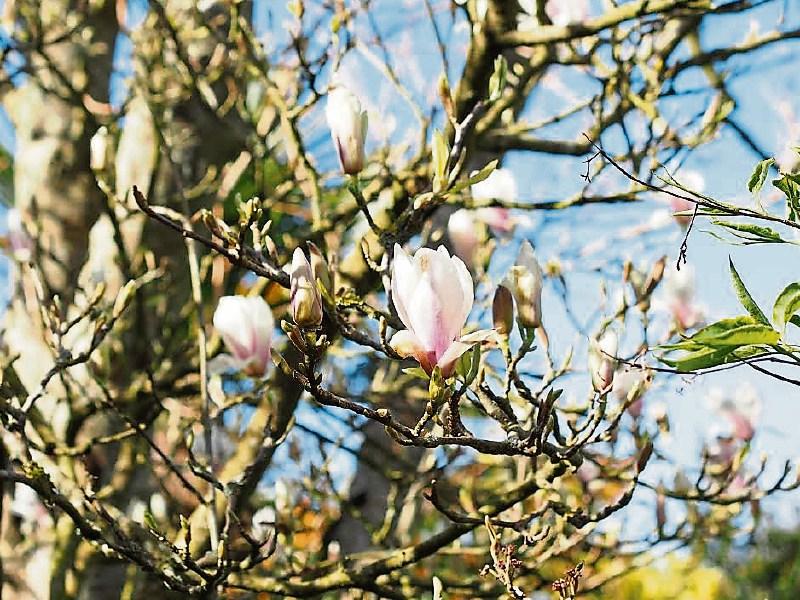 My summer garden favourite