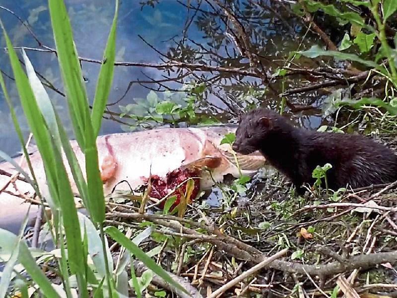Minks are 'major threat to fish stocks' in Limerick