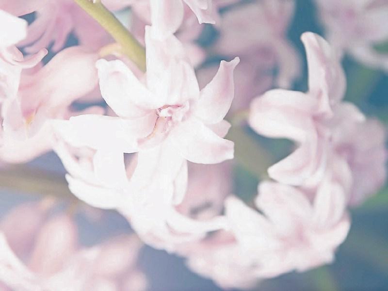 Deaths in Limerick - May 28, 2017