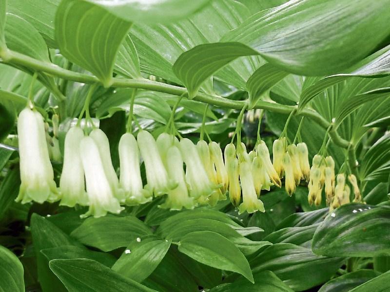 Solomon's seal says summer