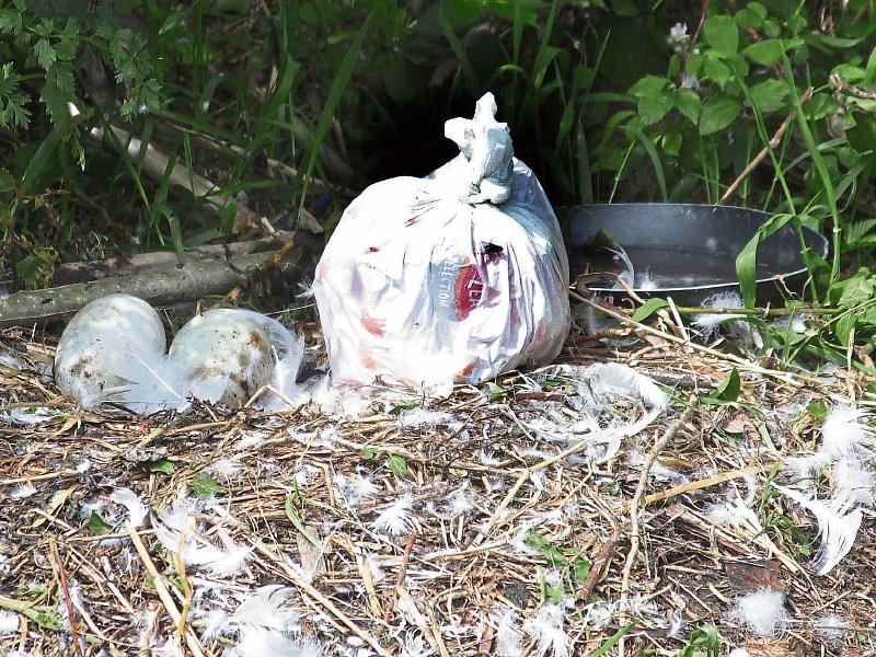 New-born Limerick cygnets 'attacked with frying pan'