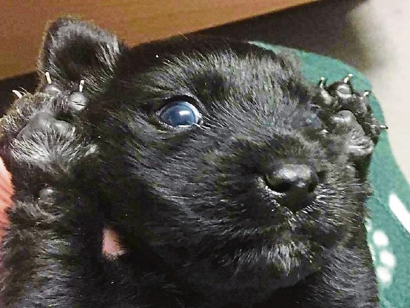 Gardai in Newport investigate animal cruelty as litter of pups put in bag to die