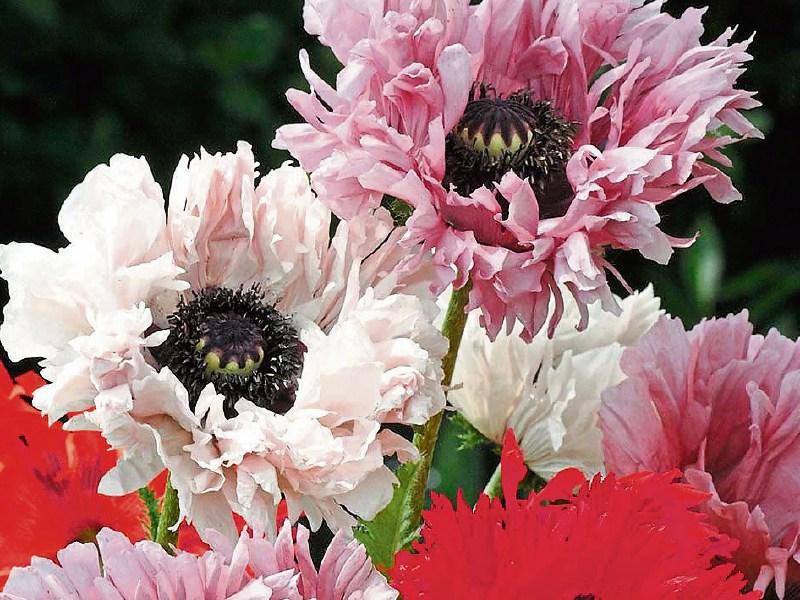 Secret of growing poppies