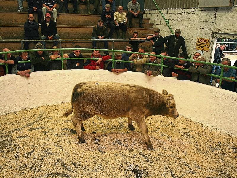 Limerick council offers reassurances that Rathkeale mart works all above board