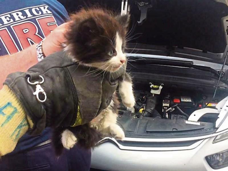 Catastrophe averted! Limerick Fire Service carry out purrfect rescue