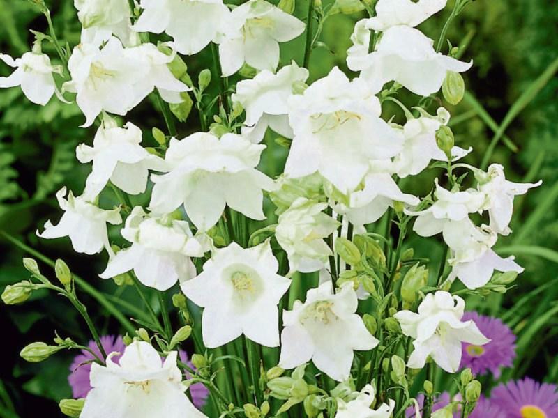 Ring in summer's beauty