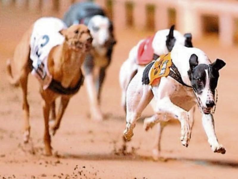 Extra security for Limerick- owned Clares Rocket greyhound