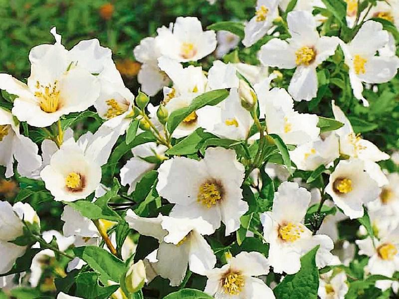Brilliant shrub for summer