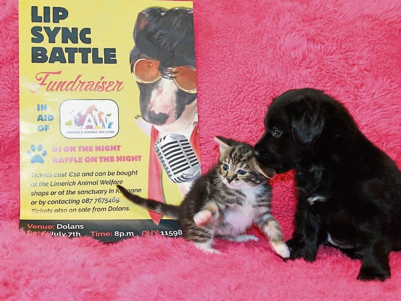 Lip-synching for Limerick Animal Welfare