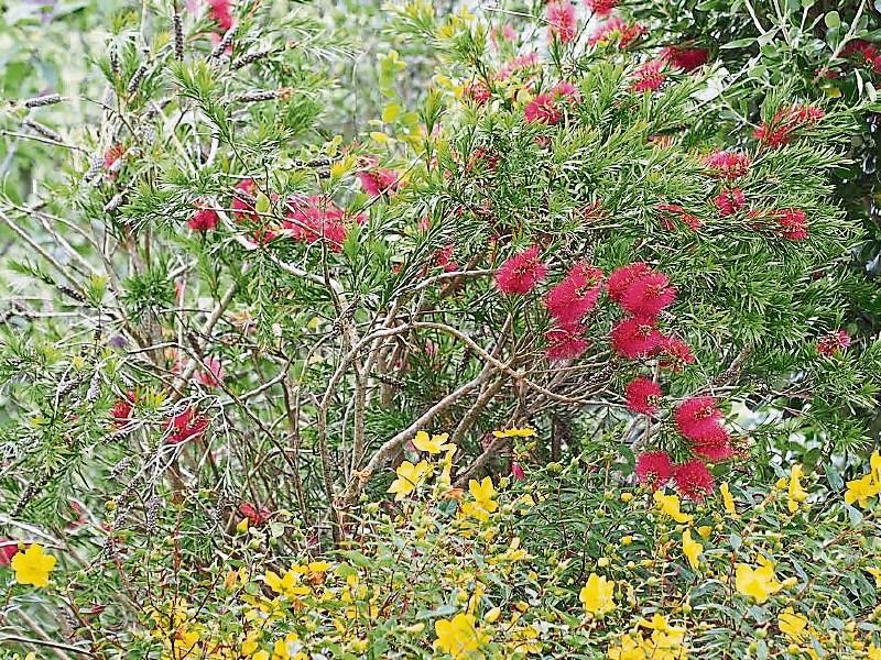 Bring home this Aussie beauty