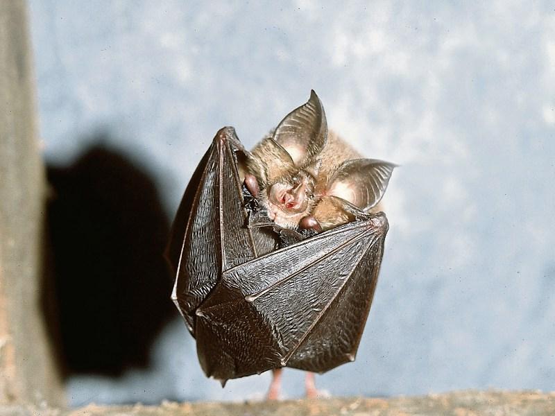Limerick farmers are asked to go bat crazy