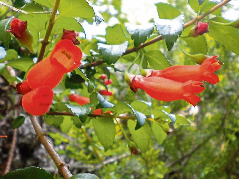 Wonder from South America