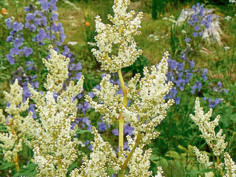 Big family with few bad apples