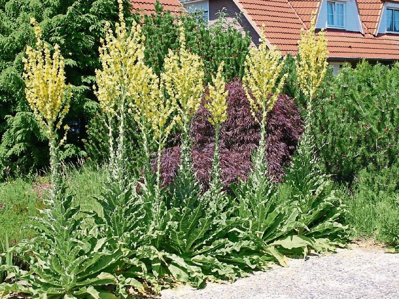 Ancient wonder for gardeners