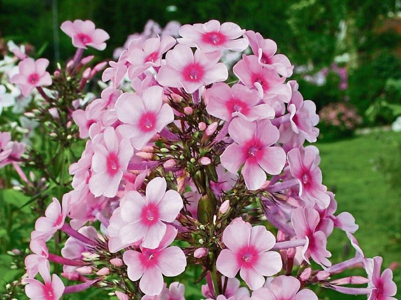 Add some late summer colour