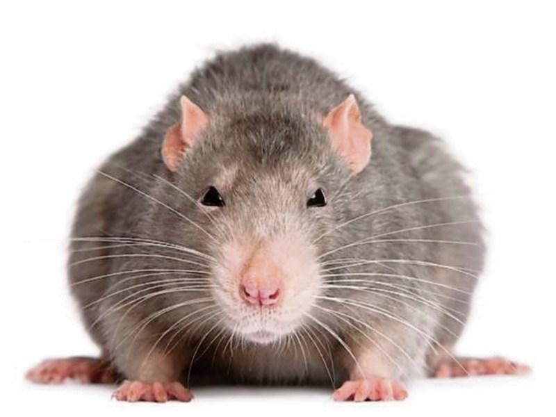 CCTV footage showed that the rat entered the store from the street through the main door.