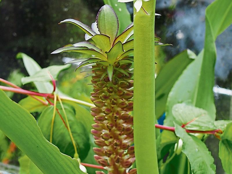 Three flowers for early autumn