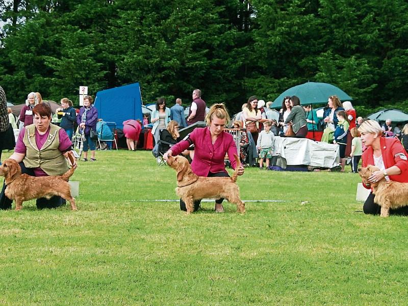 Dogs waiting to be inspected by the judges Picture: Adrian Butler
