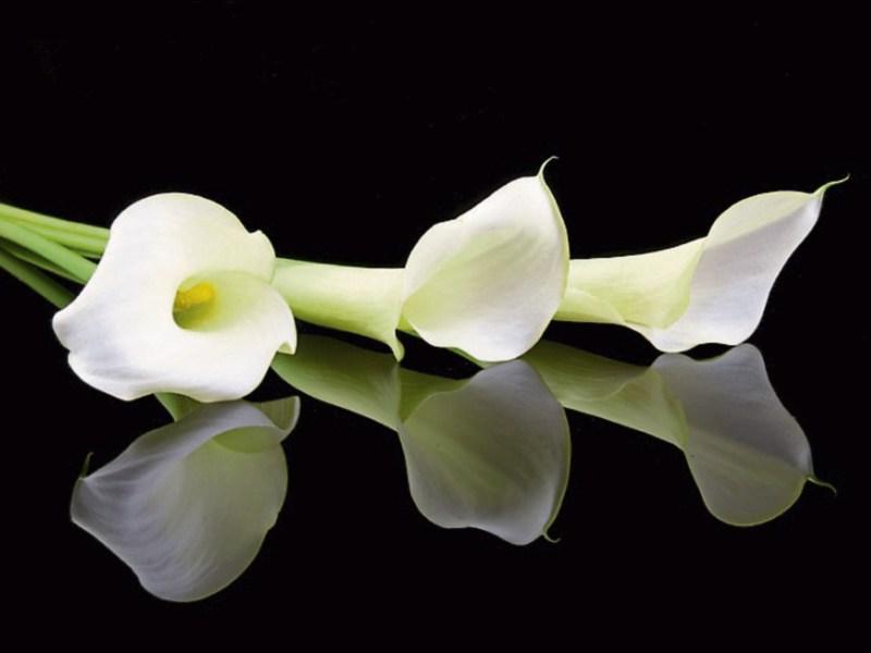 Deaths in Limerick - September 6, 2017