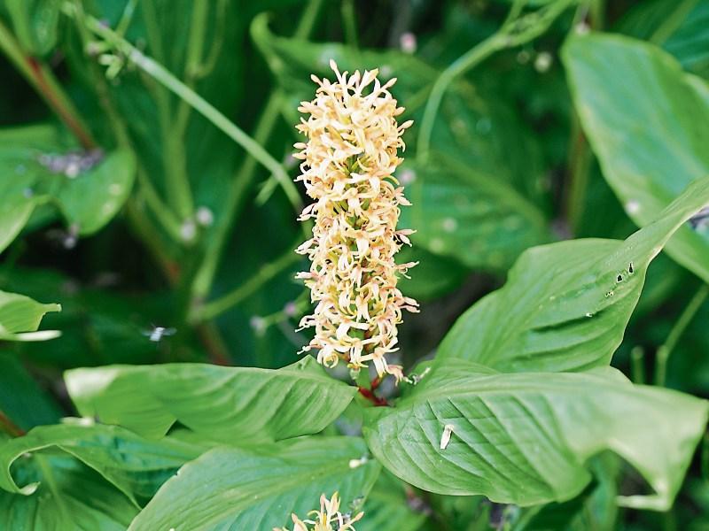 Hibiscus giving late colour in the garden.