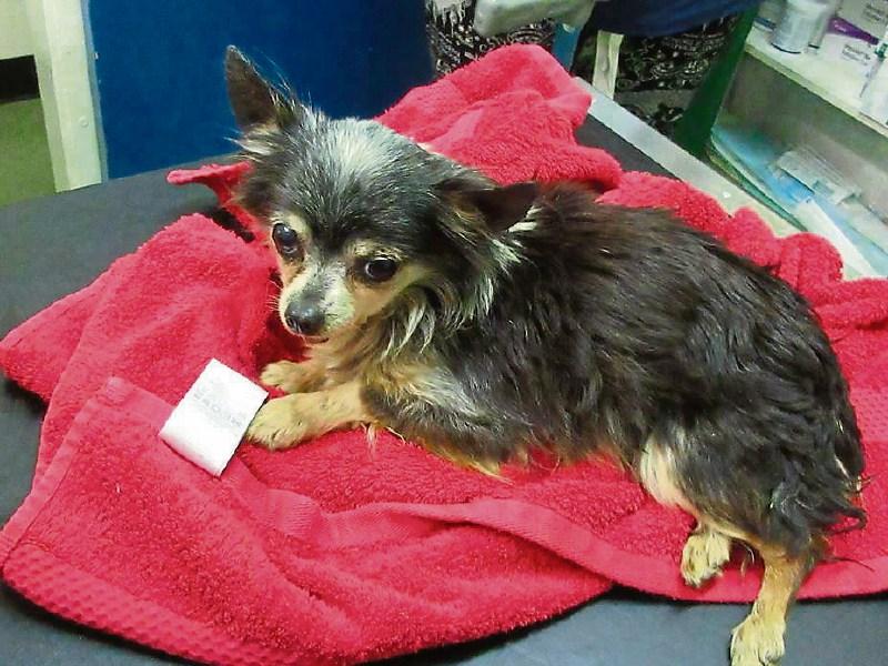 Limerick vet in search for owner of paralysed Chihuahua found in ditch