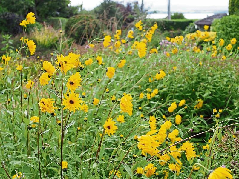 Hardy little flowers for autumn