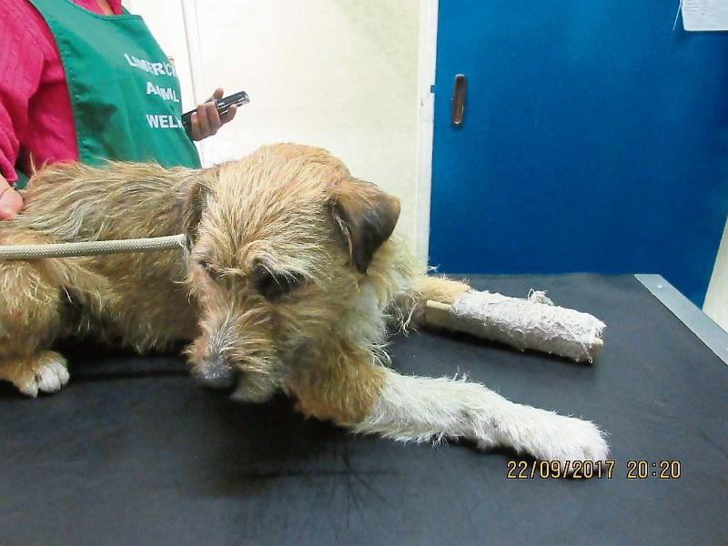 Limerick vet bids to save stray dog's leg