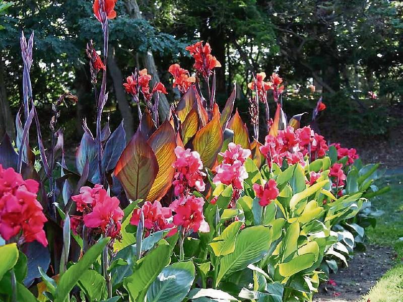 Get canny about lovely cannas