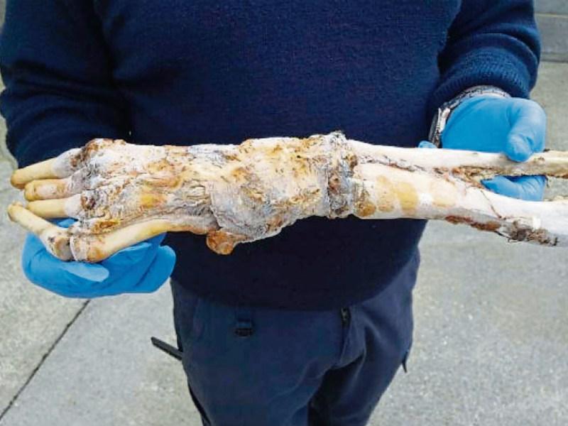The mysterious bone that washed up on a West Clare beach - which was initially thought to belong to a primate