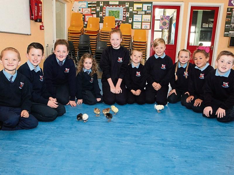 'Chick lit' being taught at Limerick primary school