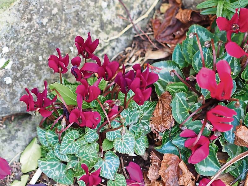 Colourful climbers for autumn