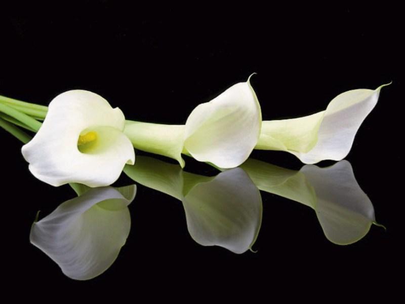 Deaths in Limerick - October 13, 2017