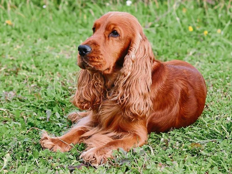 Sixty 'soughtafter' dogs kept in small dirty pens in Limerick