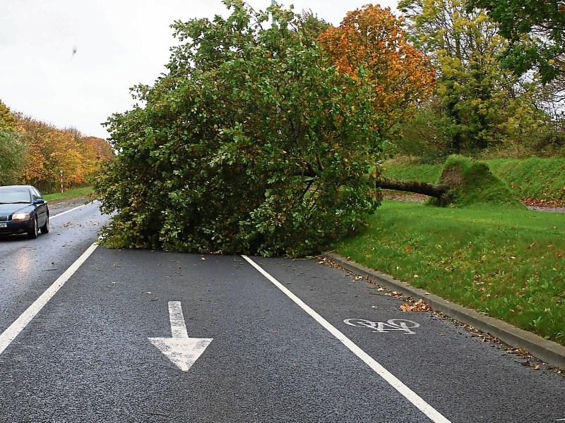 The storm conditions caused this tree to come down on the Condell Road on Monday. The RSA is warning about driving conditions Picture: Michael Cowhey