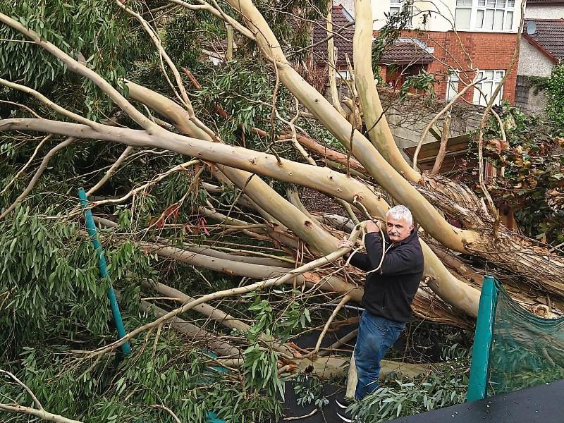 John Gibbons, Corbally, with a large tree that fell in his back garden as a result of Storm Ophelia Picture courtesy of: John Gibbons
