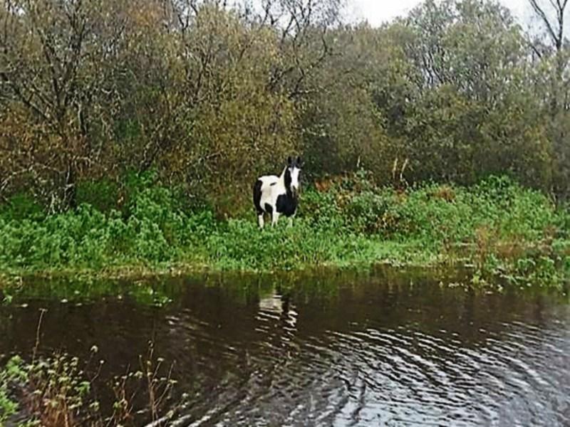#StormBrian: Limerick volunteers rescue stranded horse from flooded field