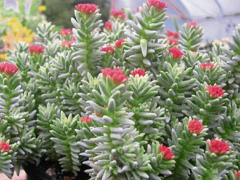 Sedums are looking good now