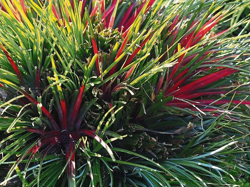 Touch of colour in the autumn