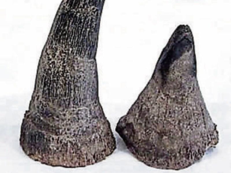 Man with Limerick links jailed in Miami for rhino horn smuggling