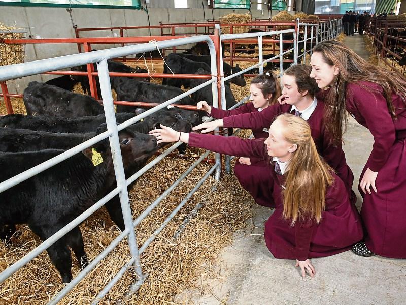 Aishling O Neill, Aoibhinn Leahy, Jane McNamara, Emily Walsh meet their Angus cross calves and below, with Miriam O’Callaghan at the Ploughing Championships