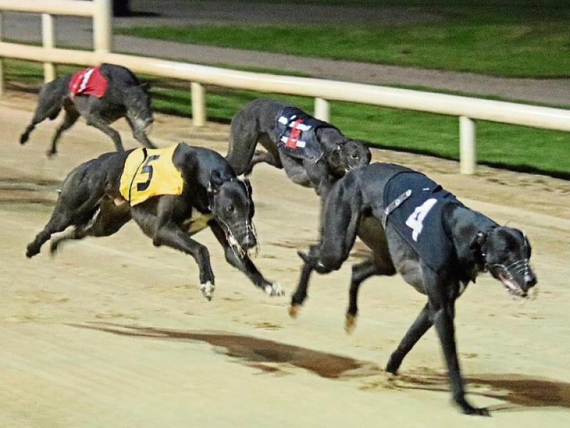 Meduza still the one to beat in Golden Muzzle