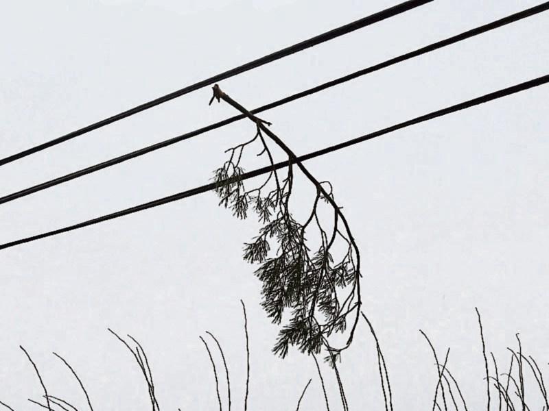 Warning of high winds in Limerick as Met Éireann issues Yellow weather warning