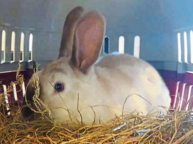 Limerick Animal Welfare rescue rabbit after 'horrific torture'