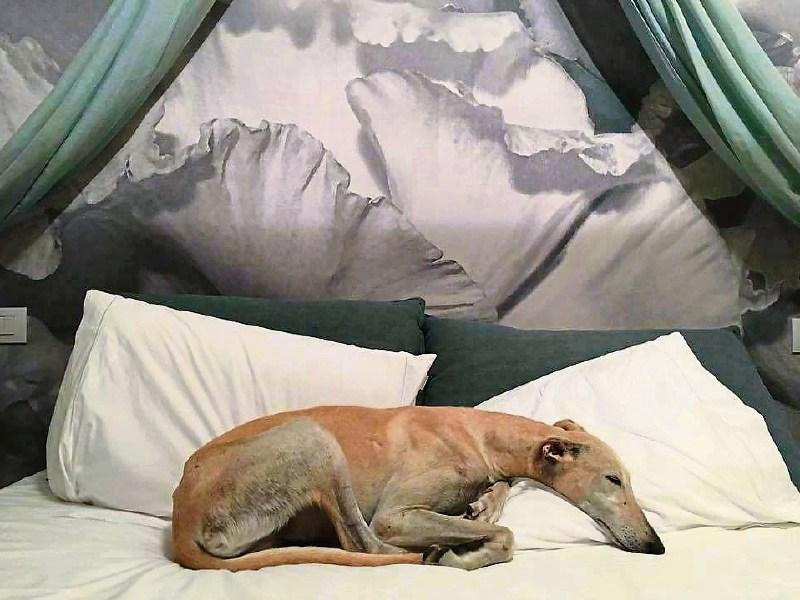 Buona fortuna: Lurchers and greyhounds that were often mistreated or abused in Ireland are welcomed with love and compassion and open arms in Italy