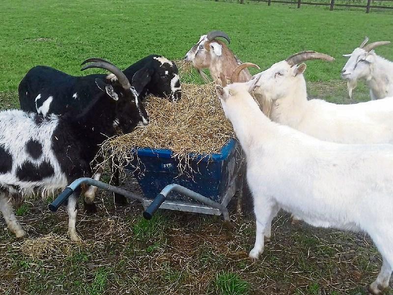 No kidding: Limerick Animal Welfare's sanctuary in Kilfinane is full of dogs, cats, horses and goats ready to be adopted. Contact 087 6371044 for more info on any of these animals